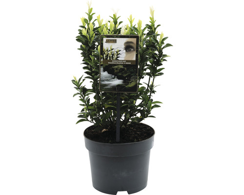 FLORASELF® Japanse Kardinaalshoed Euonymus Japonicus Paloma Blanca potgrootte Ø 17 cm wit