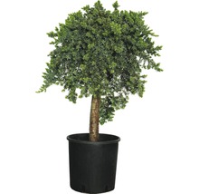 Bolvormige jeneverbes in een pot