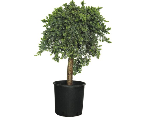 FLORASELF Conifeer Juniperus conferta H 40-60 cm