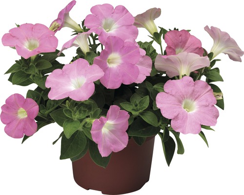 Petunia in een pot met roze bloemen