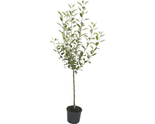 Appelboom in pot