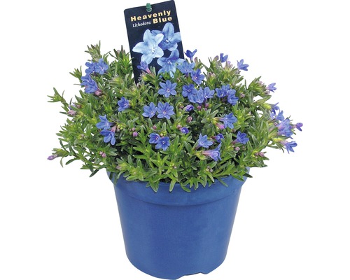 FLORASELF Parelkruid Lithodora Diffusa Heavenly Blue potmaat Ø 15 cm H 5-15 cm Blauwe ossentong in pot