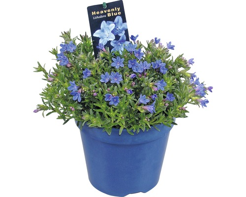 FLORASELF Parelkruid Lithodora Diffusa Heavenly Blue potmaat Ø 15 cm H 5-15 cm