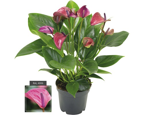 FLORASELF® Flamingoplant Anthurium Andreanum 'Purple' roze potmaat Ø 12 cm Anthurium kamerplant in pot