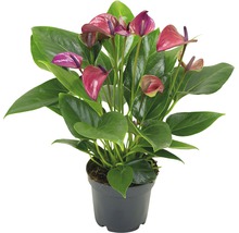 FLORASELF® Flamingoplant Anthurium Andreanum 'Purple' roze potmaat Ø 12 cm