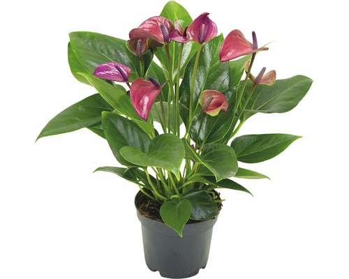 Anthurium in pot met groene bladeren en kleurrijke bloemen