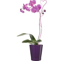 Orchidee in een pot met hartvormige decoratie.