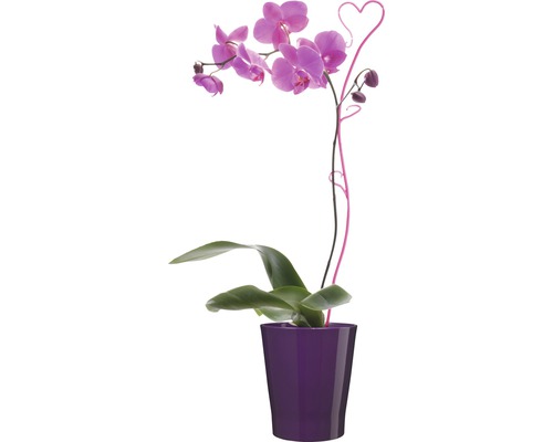 Orchidee in een pot met hartvormige decoratie.
