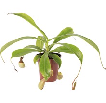Bekerplant in pot