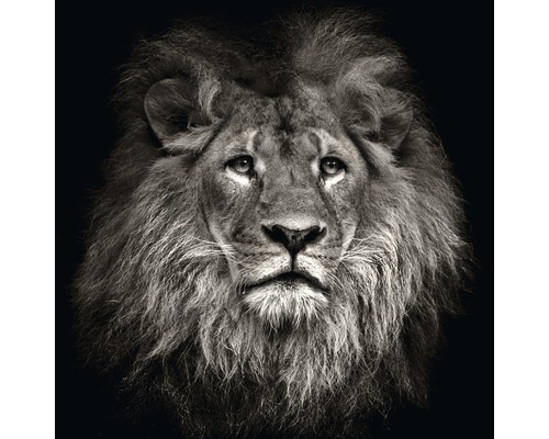 PURE LIVING Schilderij canvas Lion head 40x40 cm