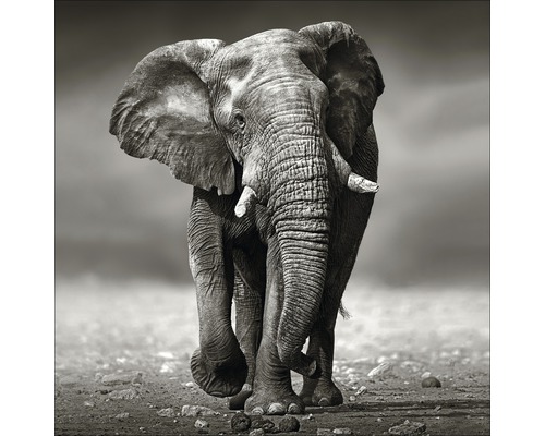 PURE LIVING Schilderij canvas Grey elephants 40x40 cm