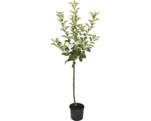 Appelboom in pot