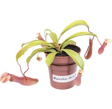 Bekerplant in pot