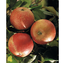 Drie rode appels aan de boom