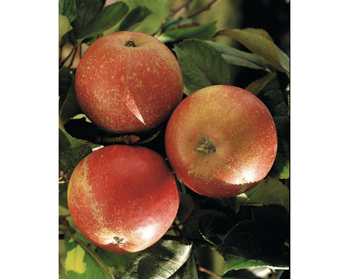 FLORASELF® Appelboom Malus domestica 'Cox' potmaat Ø24 cm