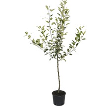 Appelboom in pot