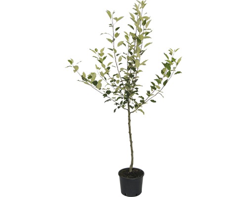 Appelboom in pot