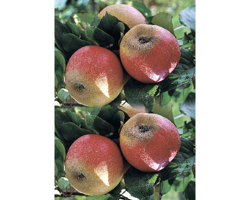 FLORASELF Appel Malus domestica 'Elstar' Ø 18 cm FLORASELF Appel Malus domestica 'Elstar' Ø 18 cm