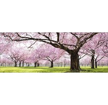 Bloeiende kersenbomen op een groene weide