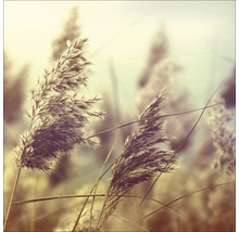 Close-up van rietplanten
