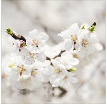 Close-up van abrikozenbloesemtak met witte bloemen