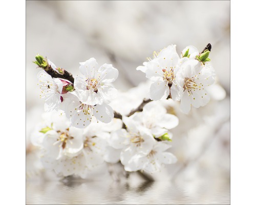 PURE LIVING Schilderij glas White Blossom I 30x30 cm