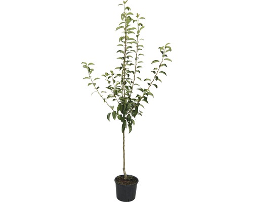 Jonge fruitboom in pot