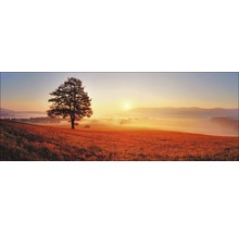 Landschapsafbeelding met boom, weiland en zonsopgang