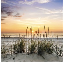 Strandhaver in duinzand bij zonsondergang