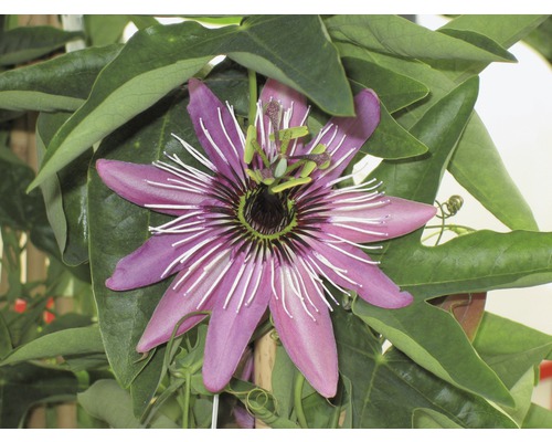 Close-up van een passiebloem met bladeren