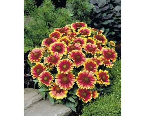 Gaillardia plant in tuinperk
