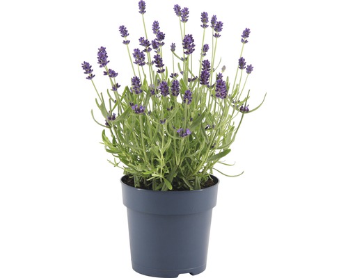 FLORASELF® Lavendel Lavandula angustifolia potmaat Ø 12 cm-0