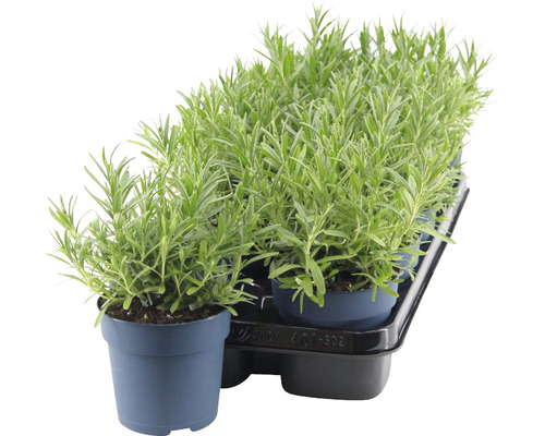 Tray met lavendel in potten