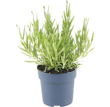 FLORASELF® Lavendel Lavandula angustifolia potmaat Ø 12 cm-thumb-4
