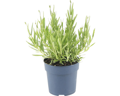 Lavendel in pot