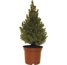FLORASELF® Canadese Spar Physocarpus opulifolius 'Amber Jubilee' potmaat Ø 18 cm H 30 - 40 cm