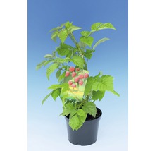 FLORASELF® Framboos Rubus idaeus 'Malling Promise' potmaat Ø24 cm