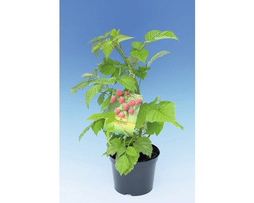 Frambozenplant in pot