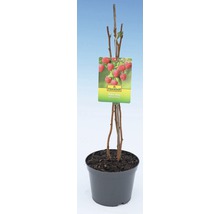 FLORASELF® Framboos Rubus idaeus 'Malling Promise' potmaat Ø24 cm