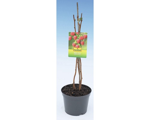Frambozenplant in pot met FloraSelf logo