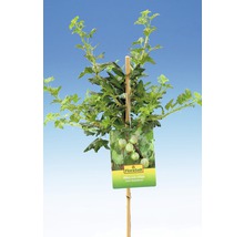 FLORASELF Kruisbes Ribes uva-crispa 'Invicta' potmaat Ø 22.5 cm H 100-120 cm