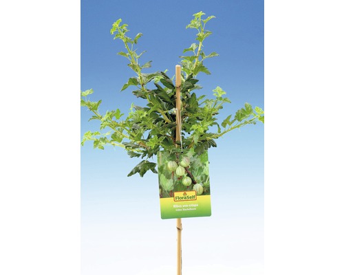 Groene stekelbes met FloraSelf etiket