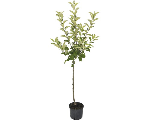 Appelboom in pot