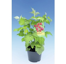 FloraSelf Framboos Rubus idaeus 'Schönemann' potmaat Ø 19 cm H 40-60 cm