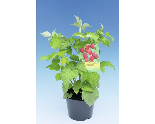 Frambozenplant in pot