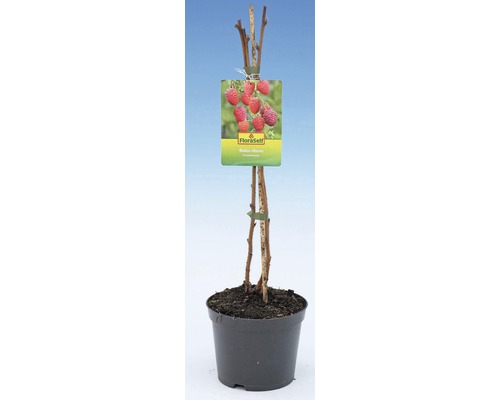 Frambozenplant in pot met FloraSelf label
