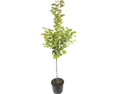 Appelboom in pot met bladeren