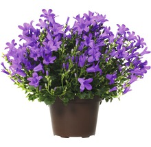 Klokjesbloem in een pot