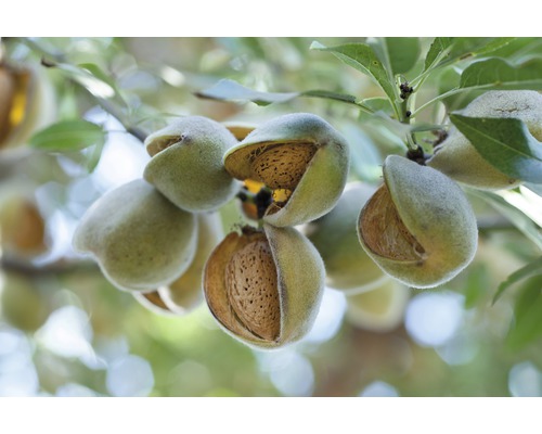 FLORASELF® Amandelboom Prunus dulcis potmaat Ø17 cm