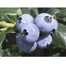 FloraSelf Blauwe bes Vaccinium corymbosum 'Hortblue Petite' potmaat Ø 22.5 cm H 30-40 cm